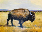 American Bison by Archive