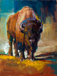 Buffalo Bull by Archive