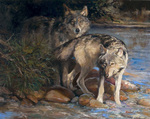 Yellowstone Wolves by Animals